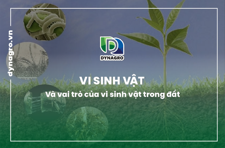 vai trò của vi sinh vật đất