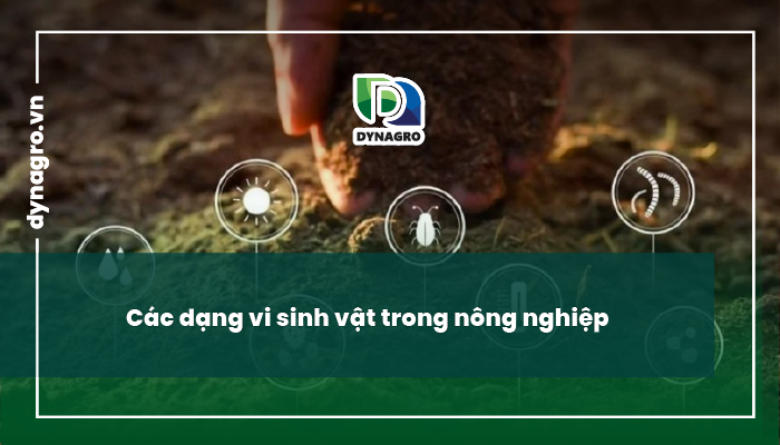Vai trò của vi sinh vật đối với cây trồng