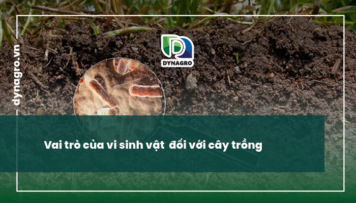 Vai trò của vi sinh vật đối với cây trồng