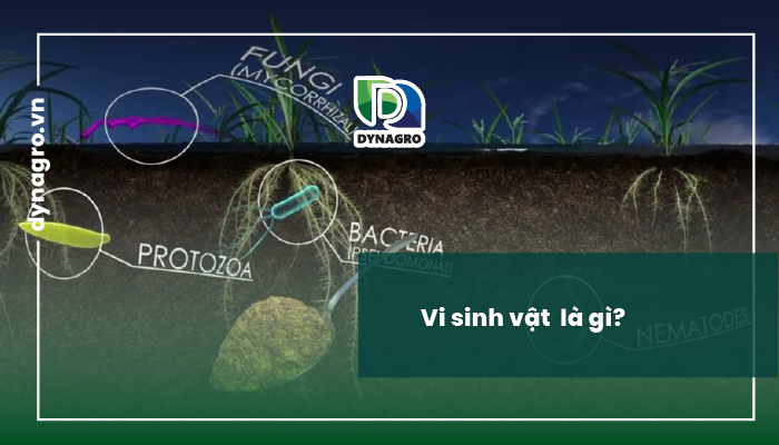 vai trò của vi sinh vật