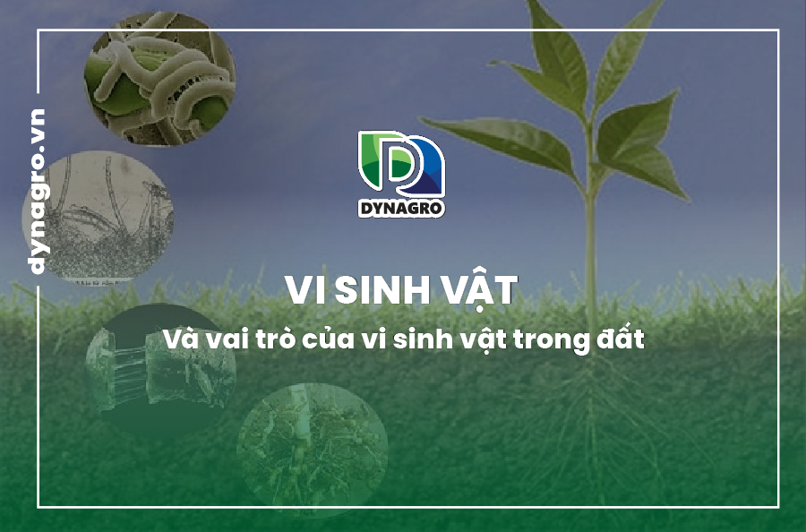 vai trò của vi sinh vật đất