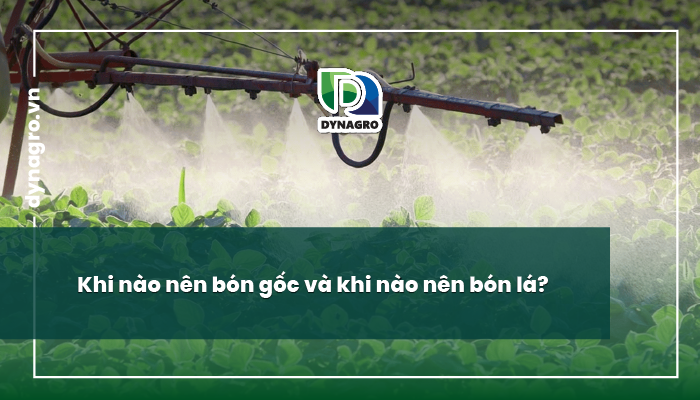bón gốc và bón lá