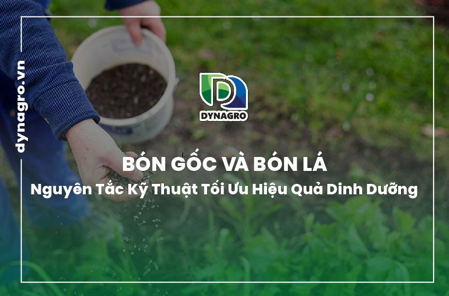 bón gốc và bón lá