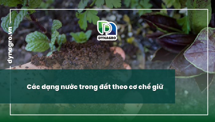 khả năng giữ nước