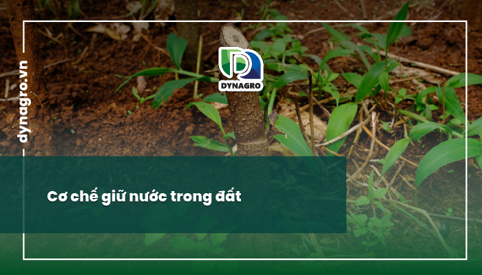 khả năng giữ nước