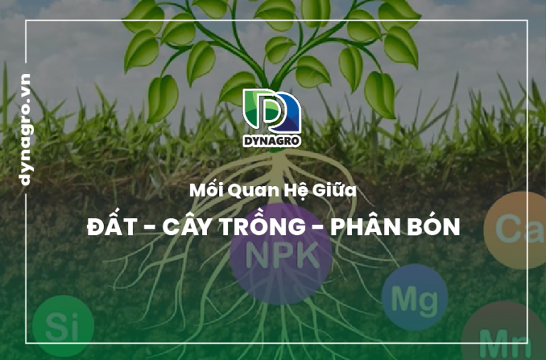 Mối Quan Hệ Giữa Đất – Cây Trồng – Phân Bón