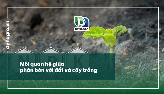 mối quan hệ giữa đất - cây trồng - phân bón
