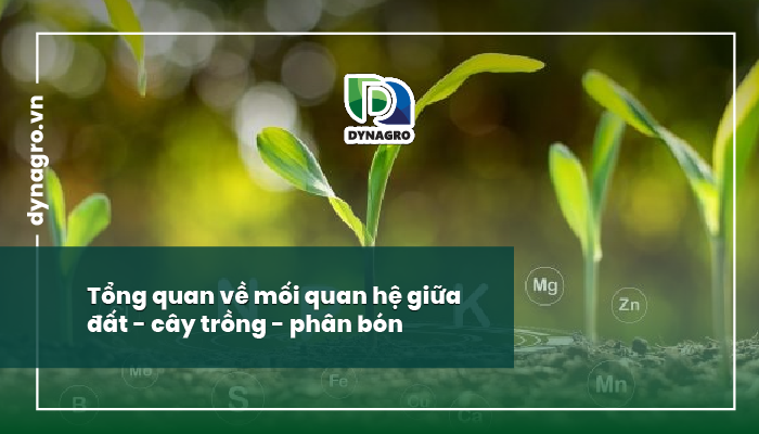 mối quan hệ giữa đất - cây trồng - phân bón