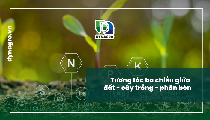mối quan hệ giữa đất - cây trồng - phân bón