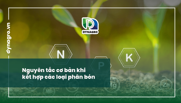 kết hợp các loại phân bón