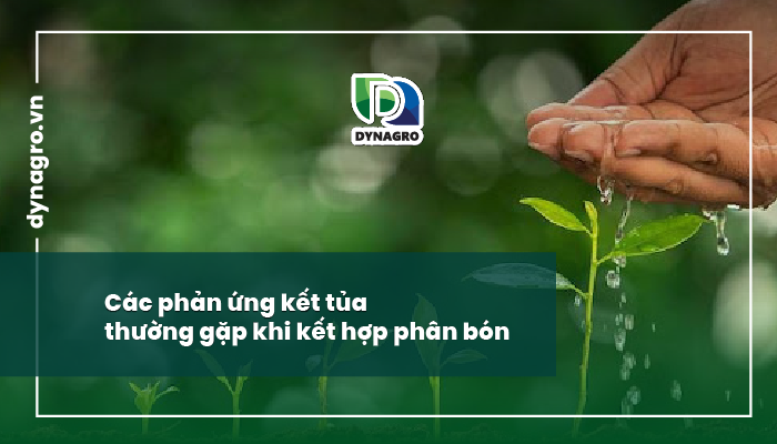 kết hợp các loại phân bón