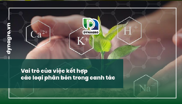 kết hợp các loại phân bón
