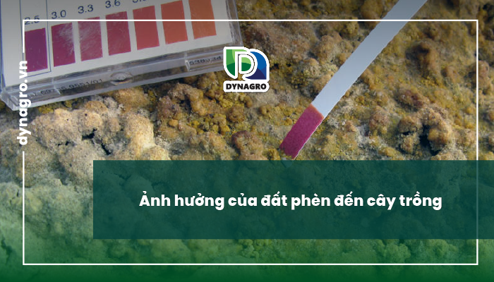 tổng quan đất phèn