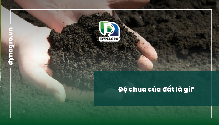 Độ chua của đất là gì?