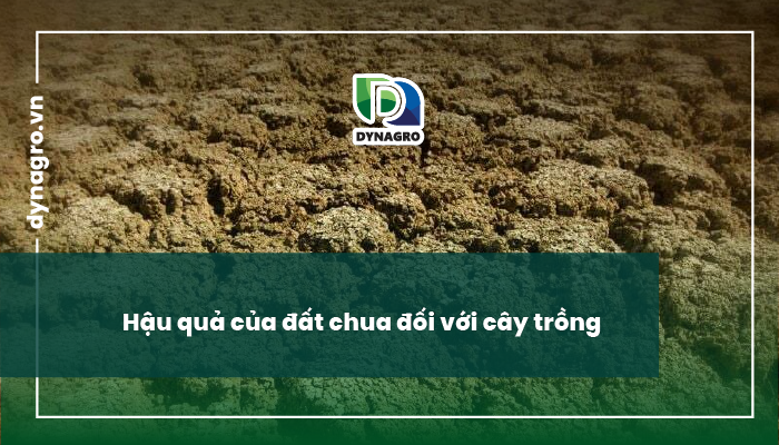 Hậu quả của đất chua đối với cây trồng