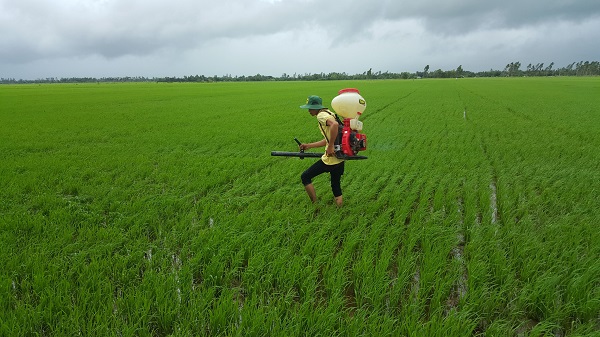 Sử dụng phân bón hiệu quả trên vùng đất phèn