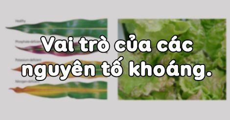 Vai trò của các nguyên tố khoáng