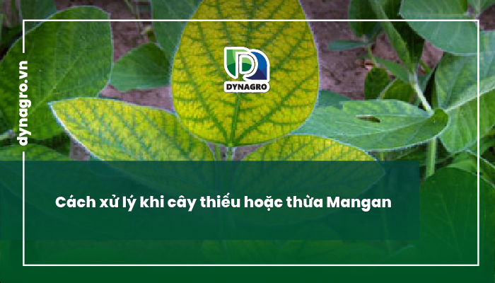 biểu hiện thiếu mangan thừa mangan