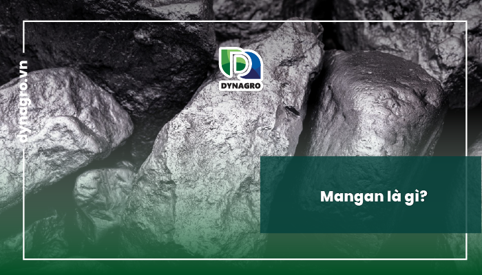 biểu hiện thiếu mangan thừa mangan