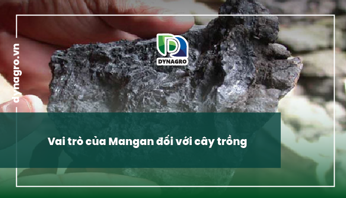 biểu hiện thiếu mangan thừa mangan