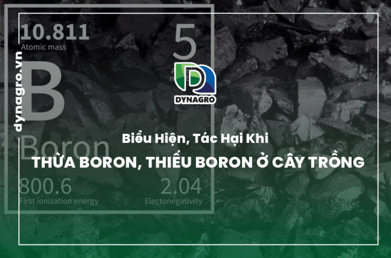 bieu-hien-tac-hai-khi-thua-boron-thieu-boron-o-cay-trong