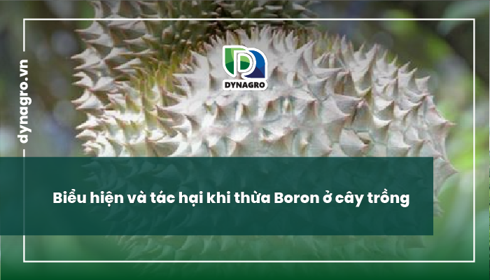 bieu-hien-tac-hai-khi-thua-boron-thieu-boron-o-cay-trong-bieu-hien