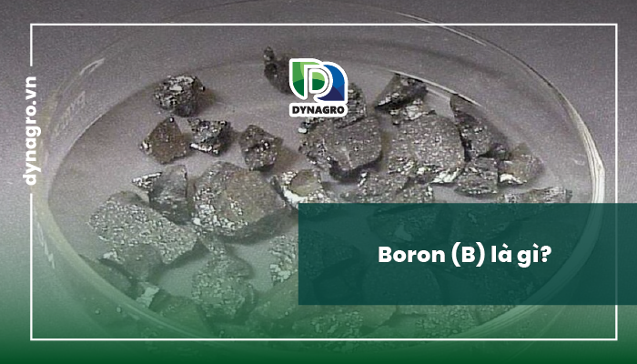 boron-dinh-nghia-boron-va-vai-tro-cua-boron-doi-voi-cay-trong