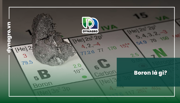 boron-la-gi-bieu-hien-tac-hai-khi-thua-boron-thieu-boron-o-cay-trong