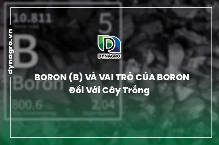 boron-va-vai-tro-cua-boron-doi-voi-cay-trong