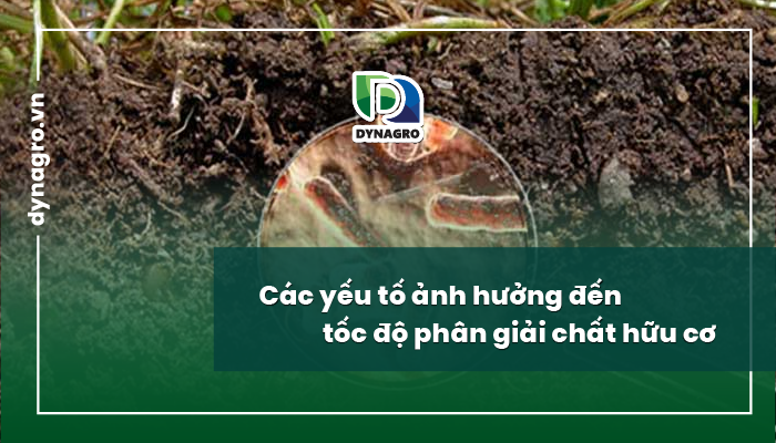 Các yếu tố ảnh hưởng đến tốc độ phân giải chất hữu cơ