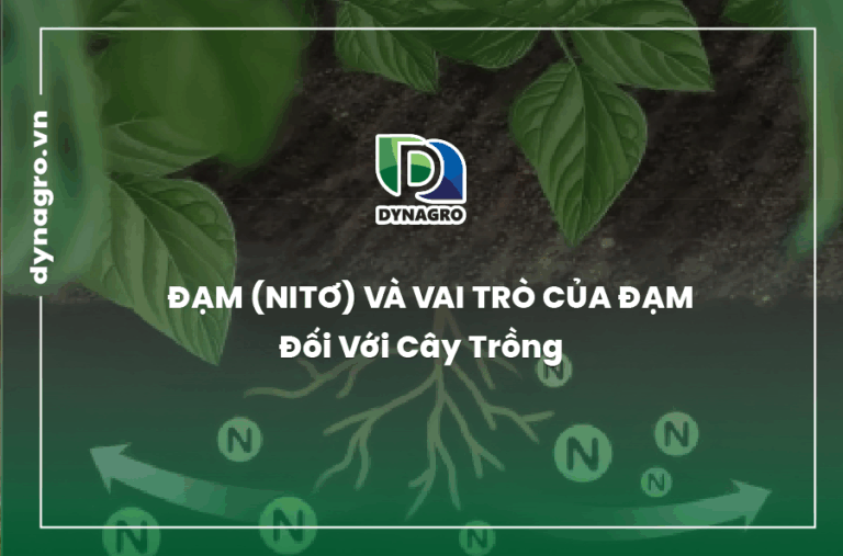Đạm (Nitơ) Và Vai Trò Của Đạm Đối Với Cây Trồng