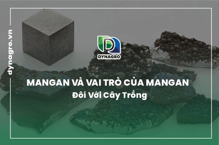 mangan-va-vai-tro-cua-mangan-doi-voi-cay-trong