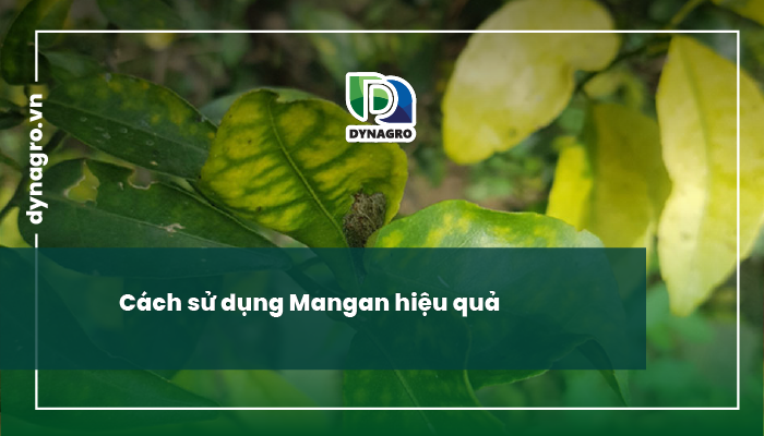 Cách sử dụng Mangan hiệu quả