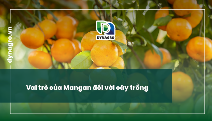 Vai trò của Mangan đối với cây trồng