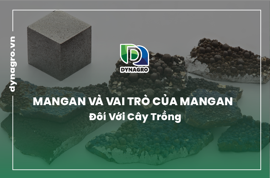 mangan-va-vai-tro-cua-mangan-doi-voi-cay-trong