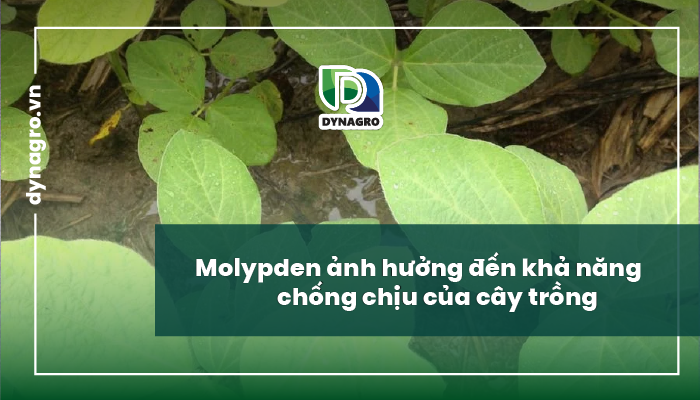 molypden-va-vai-tro-cua-molypden-doi-voi-cay-trong