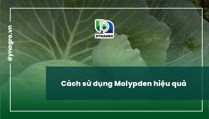 molypden-va-vai-tro-cua-molypden-doi-voi-cay-trong