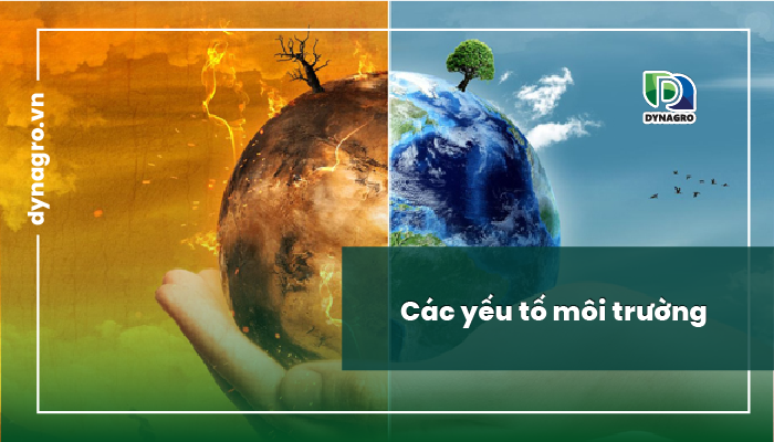 Các yếu tố môi trường​