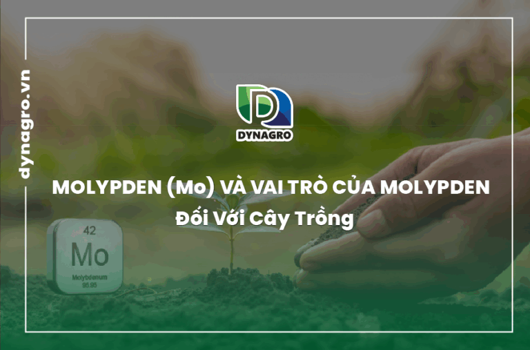 molypden-va-vai-tro-cua-molypden-doi-voi-cay-trong