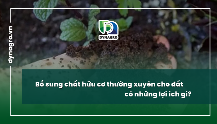 Bổ sung chất hữu cơ thường xuyên cho đất có những lợi ích gì?