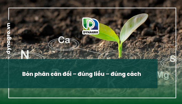 bón phân