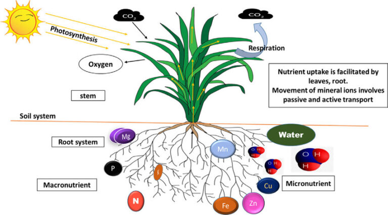 Cơ chế hấp thu dinh dưỡng và nước qua rễ