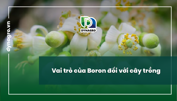 vai-tro-cua-boron-boron-va-vai-tro-cua-boron-doi-voi-cay-trong
