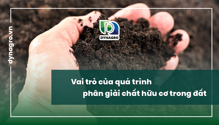 Vai trò của quá trình phân giải chất hữu cơ trong đất​