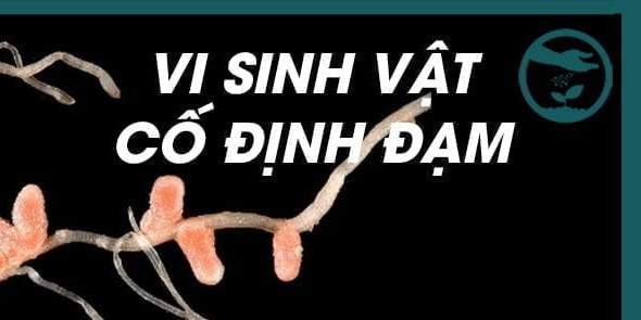 Vi sinh vật cố định đạm