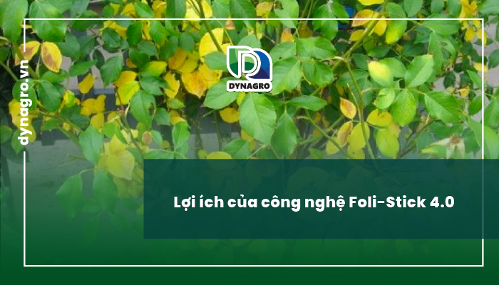 loi-ich-folisitck-phan-bon-la