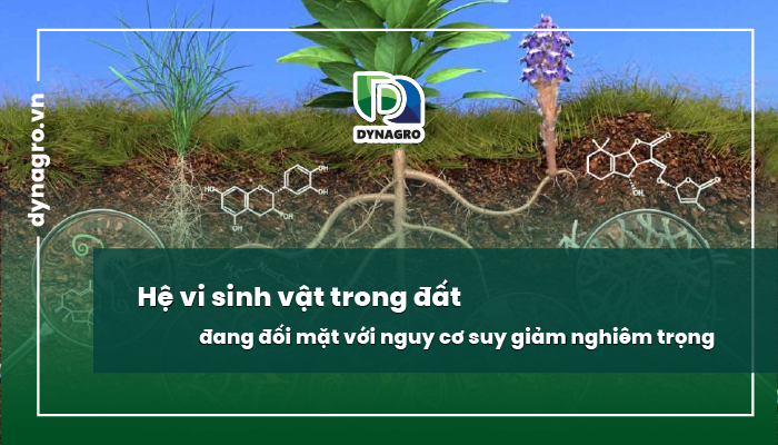 Hệ vi sinh vật trong đất đang đối mặt với nguy cơ suy giảm nghiêm trọng.