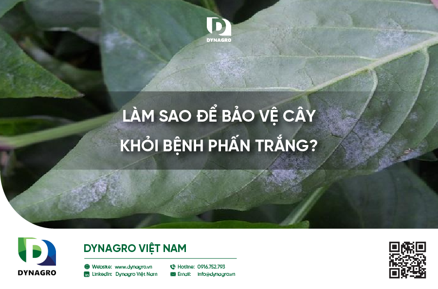 lam-sao-de-bao-ve-cay-khoi-benh-phan-trang