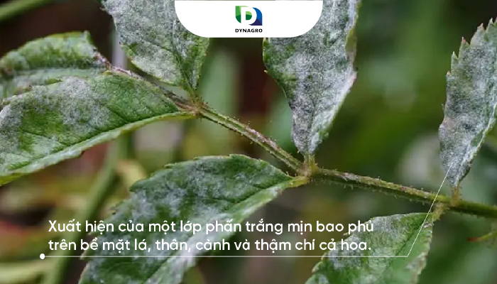 Sự xuất hiện của một lớp phấn trắng mịn bao phủ trên bề mặt lá, thân, cành và thậm chí cả hoa của cây