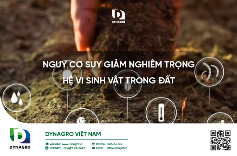 Hệ vi sinh vật đất là một cộng đồng đa dạng các sinh vật siêu nhỏ như vi khuẩn, nấm, xạ khuẩn, tảo và nguyên sinh động vật, sống trong đất.